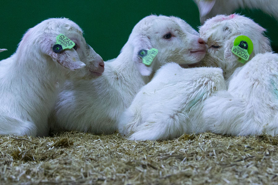 Stijndergeit - Educatie - Jonge Dieren